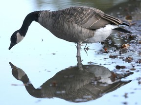 FILE: A Canada Goose is reflected in water.