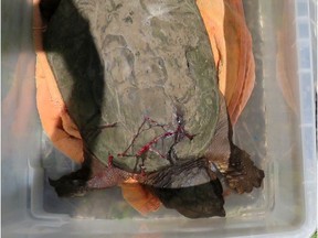 A badly injured egg-laying snapping turtle is on the mend thanks to some timely intervention by Ottawa's Pavel Lubanksi. It's the second time Lubanski has helped a turtle cheat death.