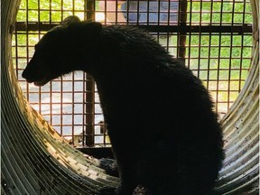 The National Capital Commission tweeted this photo of a juvenile black bear that conservation officers successfully trapped Thursday morning at the Mud Lake Conservation Area. The bear was tagged and released near White Lake.