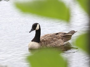 A goose takes a gander at some greenery.