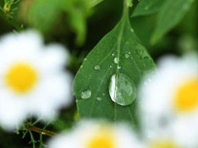 Rain drops are seen on a plant leaf.