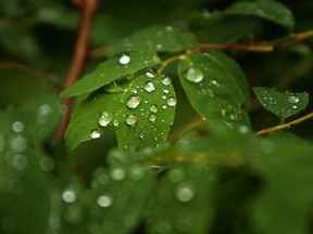 Rain drops on leaves in the underbrush.