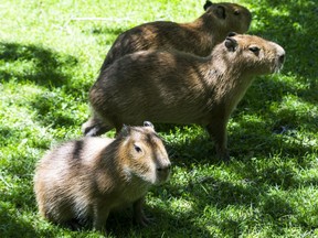 Three baby capybaras at the High Park Zoo in Toronto in 2017. They are known to carry ticks and can even shed coronavirus.
