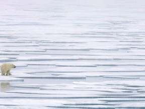 A polar bear walks along the ice flow in the Franklin Strait in the Northwest Passage on July 23, 2007. The climate change clock is ticking on the world's polar bears and a group of Canadian and U.S. scientists say they've determined when their time will run out.THE CANADIAN PRESS/Jonathan Hayward