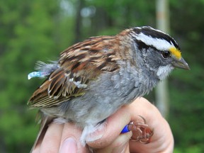 A white-throated sparrow is shown in a handout photo. White-throated sparrows are changing their tune -- an unprecedented development scientists say has caused them to sit up and take note. Ken Otter, a biology professor at the University of Northern British Columbia, whose paper on the phenomenon was published on Thursday, said most bird species are slow to change their songs, preferring to stick with tried-and-true tunes to defend territories and attract females.