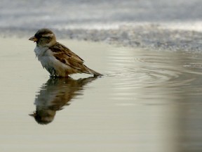 A sparrow cools off in a puddle.