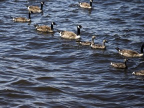 Geese take a swim near Britannia Park and Beach.