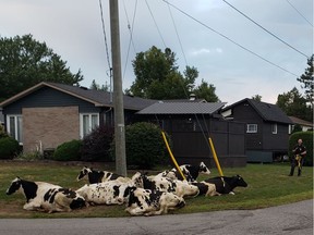 OPP officer keeps his eye on a small herd of cows that ran away from home, but decided to take a rest in a residential area in the Village of Russell. morning. Officers kept an eye on them until the farmer could come and round them up. OPP East Region /Twitter
