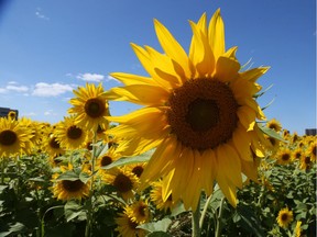 Sunflowers in full bloom at the Experimental Farm in Ottawa, August 14, 2020.