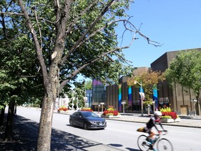 Trees to be removed on Elgin Street are seen here in a photo taken Saturday.