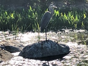 A Great Blue Heron atop a large rock in the small pond next to the Canal Ritz.