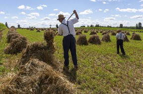 A Mennonite farmer near Stratford turns his sheaves of winter wheat so that the heads don't touch the ground and start to germinate. The Mennonite communities in Southwestern Ontario have experienced a surge in COVID-19 cases. (Mike Hensen/The London Free Press)