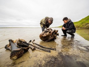 Specialists inspect mammoth remains that are at least 10,000 years old along the shore of Pechevalavato Lake in Russia, July 22, 2020.