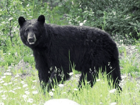 File photo of a black bear. Stephanie Blais was killed in the first fatal bear attack in Saskatchewan since 1983.
