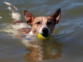 A dog swims with a ball.