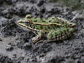 OTTAWA - A frog along the Rideau River.