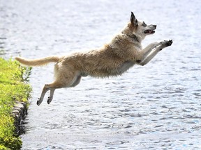 Apache, an 11-year-old Australian Shepherd and a good dog, jumps into Dow's Lake to get his ball.