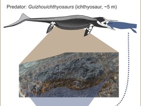 The stomach contents of a Guizhouichthyosaurus, a large Triassic Period marine reptile called an ichthyosaur that lived about 240 million years ago, representing the first direct evidence of ancient "megapredation" - one large animal eating another, in an illustration released August 20, 2020.