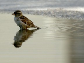 A sparrow settles into a puddle.
