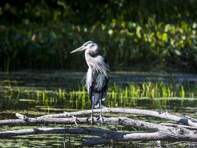 A heron sits on a log at Petrie Island enjoying the late summer sun.