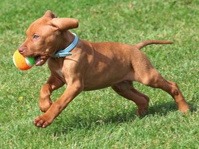 Files: Eight-week-old Harvey chases down a ball at a park.