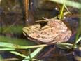 Western chorus frog (Pseudacris triseriata)