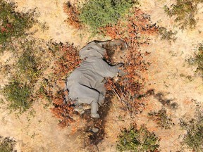 The carcass of one of the many elephants which have died in the Okavango Delta in Botswana, July 3, 2020. Hundreds of elephants that died mysteriously in Botswana's famed Okavango Delta succumbed to bacteria found in the water pans, the wildlife department said on September 21, 2020.