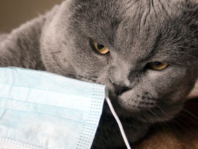 Gray funny british domestic cat with protective medical mask.