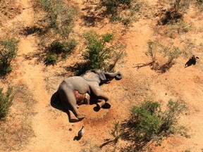 A dead elephant is seen in this undated handout image in Okavango Delta, Botswana May-June, 2020.