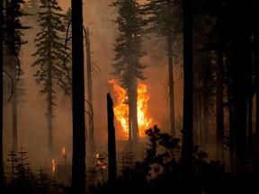 The North Complex Fire burns in Plumas National Forest, Calif., on Monday.