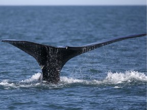 A North Atlantic right whale appears at the surface of Cape Cod bay off the coast of Plymouth, United States on March 28, 2018. A wildlife organization says species that are at risk of global extinction have seen their Canadian populations decline by an average of 42 per cent in the last 50 years.