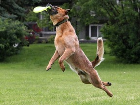 Hugh the high-flying pouch is seen catching a frisbee.