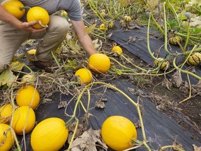 FILE:  Collecting a few spaghetti squash.