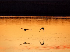 Ducks fly over a pond at sunrise.
