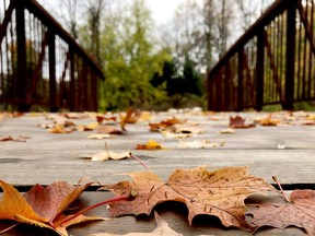 Autumn leaves lie on a foot bridge along the Brock Trail's northern stretch.