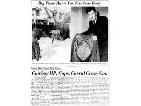 The story of a runaway heifer and her eventual, and fatal, capture by police was front-page news in March 1954.