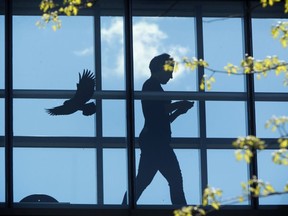 The silhouette of a bird of prey decorates the glass walkway joining the National Gallery of Canada building to it's Archive section.