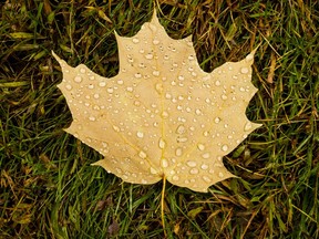 A wet fallen maple leaf.