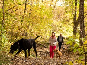 Files: Walkers take their dogs through forest trails covered in fall leaves.