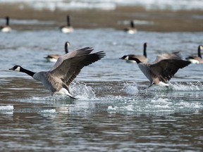 Files: Canada geese get their feet wet in an icy river