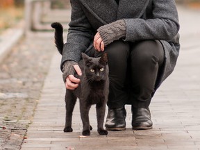 Want to bond with your cat? Narrow your eyes and blink slowly, says British researchers.