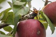 A live Asian giant hornet with a tracking device affixed to it sits on an apple in a tree where it was placed, near Blaine, Wash. Washington state officials say they were again unsuccessful at live-tracking an Asian giant hornet while trying to find and destroy a nest of the so-called murder hornets.