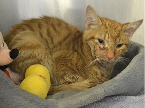 Gulliver, a one-year-old orange tabby cat, is recovering in the care of the Ottawa Humane Society after being found with "horrendous wounds" to his jaw.