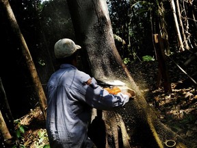 FILE PHOTO: A man cuts down a tree with a chainsaw in a forest near the municipality of Itaituba, Brazil.