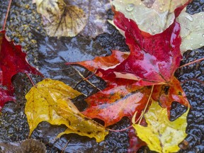 Files: The fall colors can now be found on the wet ground.
