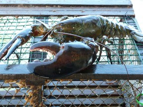 There's been a rash of violence in southern Nova Scotia recently over lobster.