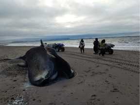A dead bowhead whale carcass is shown on a beach roughly 60 kilometres outside Kugaaruk, Nunavut, in a handout photo.