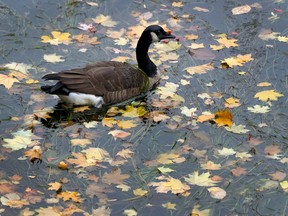 A Canadian goose swimming in the leaves on the Rideau Canal.