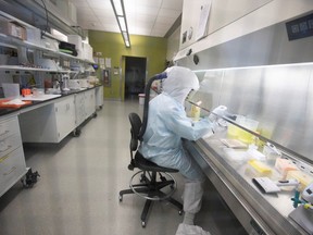 Scientists work in VIDO-InterVac's (Vaccine and Infectious Disease Organization-International Vaccine Centre) containment level 3 laboratory, where the organization is currently researching a vaccine for novel coronavirus, at the University of Saskatchewan in Saskatoon, Saskatchewan, Canada October 18, 2019.