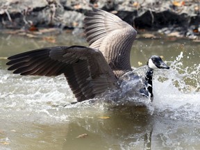 A Canada goose lands on the water.